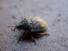 Podops inunctus
