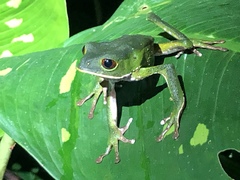 Phyllomedusa tarsius