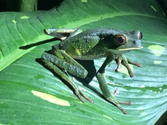 Phyllomedusa tarsius