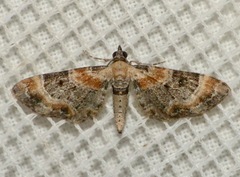 Eupithecia linariata