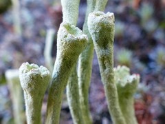 Cladonia deformis