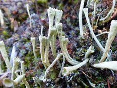 Cladonia deformis