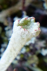 Cladonia deformis
