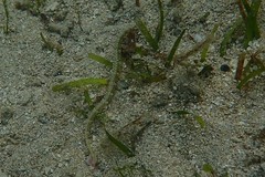 Corythoichthys haematopterus