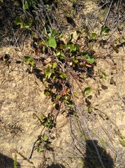 Centella eriantha