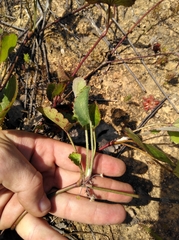 Centella eriantha