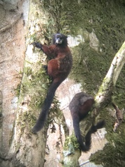 Saguinus fuscicollis