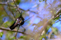 Anthracothorax viridis