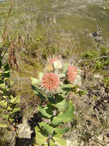 Image of Leucospermum winteri by (c) Brian du Preez, some rights reserved (CC BY-SA)