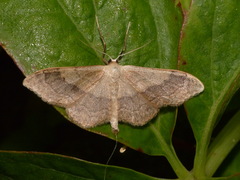 Idaea aversata