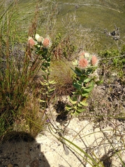 Leucospermum winteri
