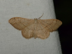Idaea aversata