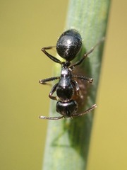 Camponotus piceus
