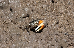 Gelasiminae
