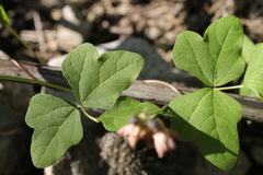 Phaseolus maculatus ritensis