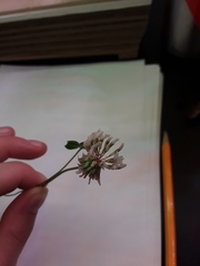 Trifolium repens