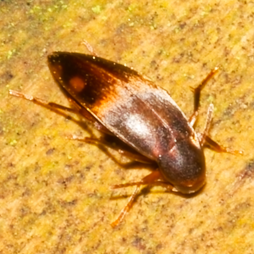 Hylobia plagiata