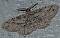 Syneora acclinis