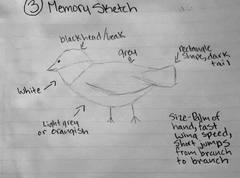 Poecile atricapillus