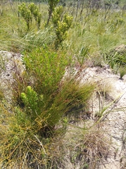 Schoenus comparoides