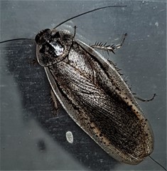 Calolampra irrorata