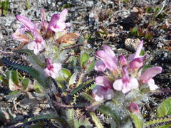 Pedicularis hirsuta
