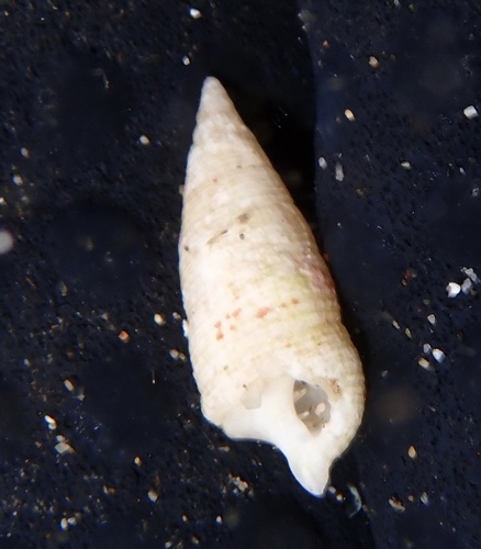 Cerithium observed 2025-06-14
