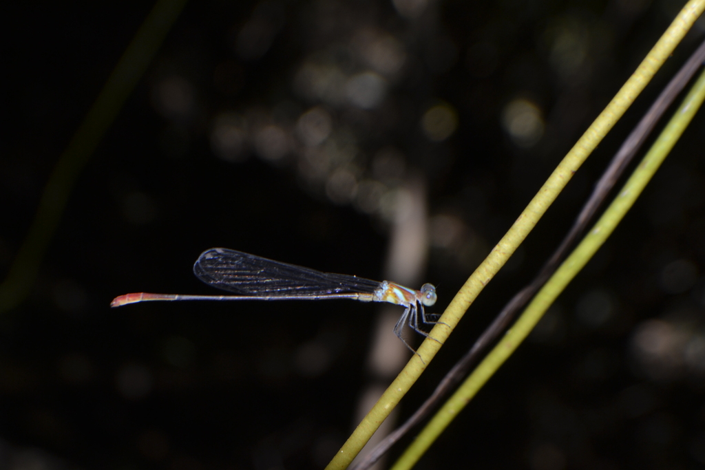 Phoenicagrion flammeum