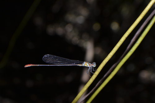 Phoenicagrion flammeum