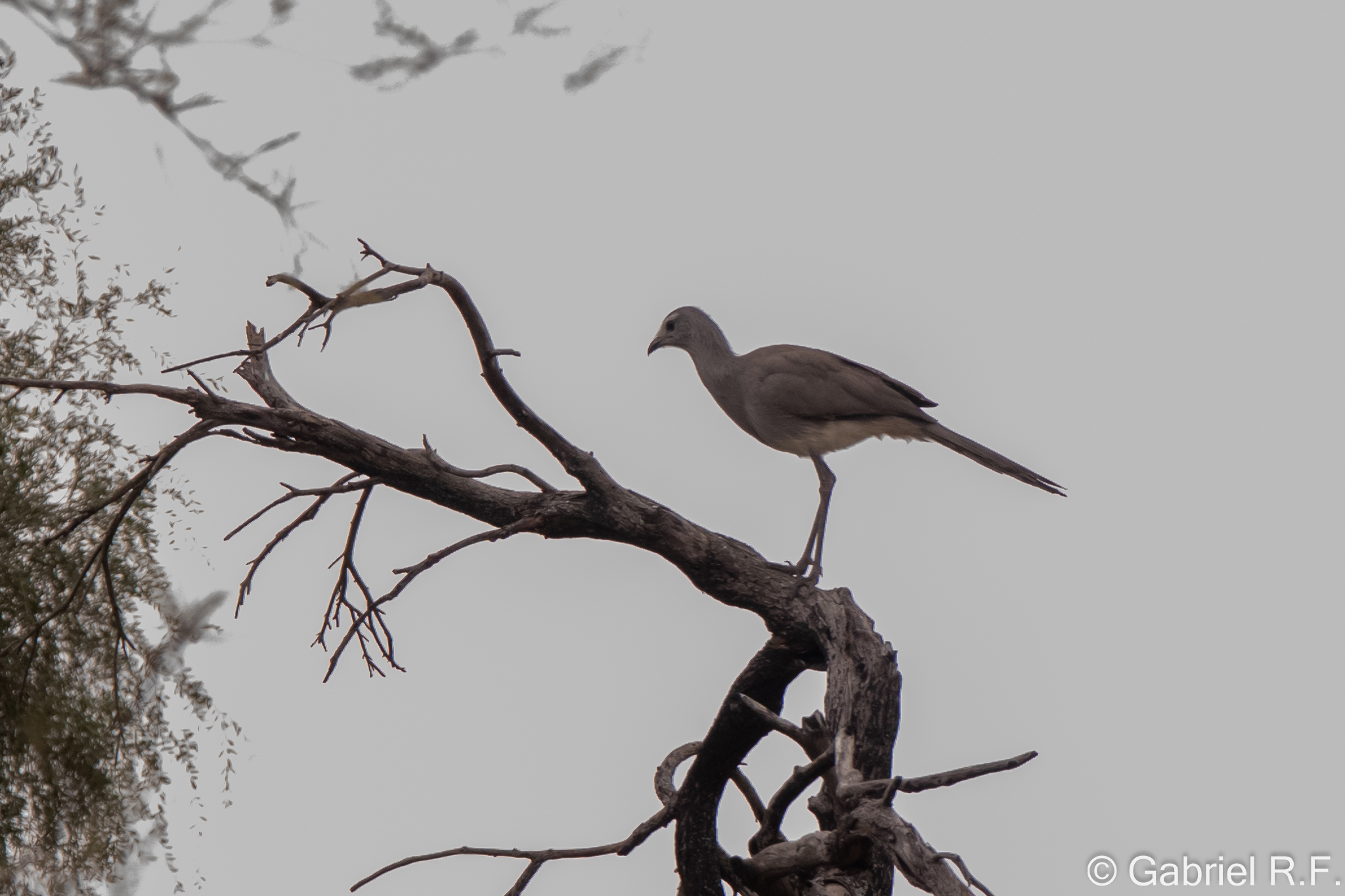 Black-legged Seriema (Chunga burmeisteri), photo 3