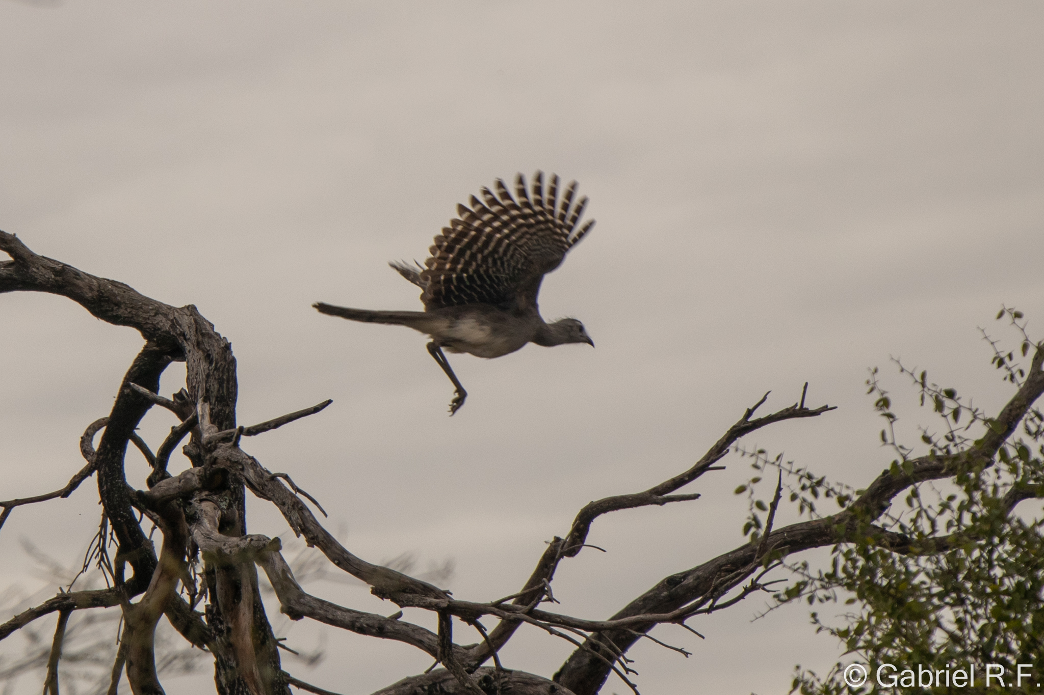 Black-legged Seriema (Chunga burmeisteri), photo 2