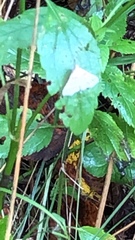 Chytolita morbidalis