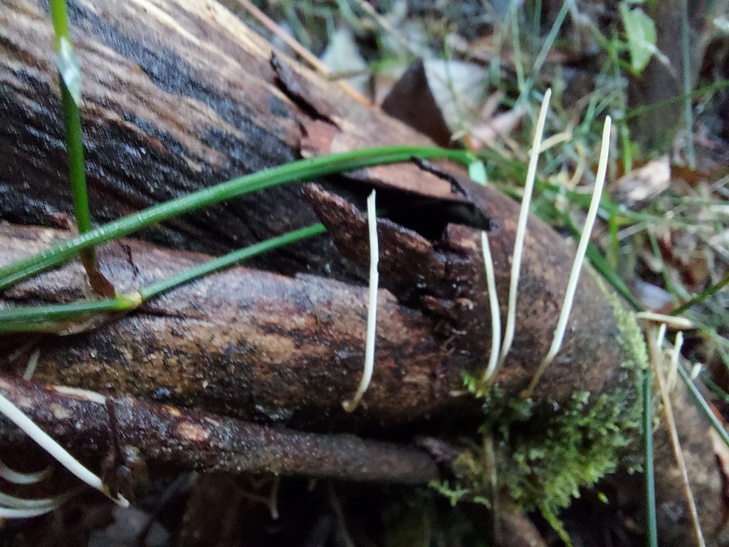Macrotyphula juncea · June 2025 · photo: © graemelunt (iNaturalist, cc-by)