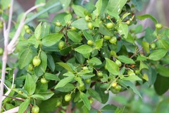 Malpighia glabra