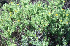 Rayjacksonia phyllocephala