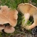 Lactarius helvus - Photo (c) Marco Floriani, μερικά δικαιώματα διατηρούνται (CC BY-NC), uploaded by Marco Floriani