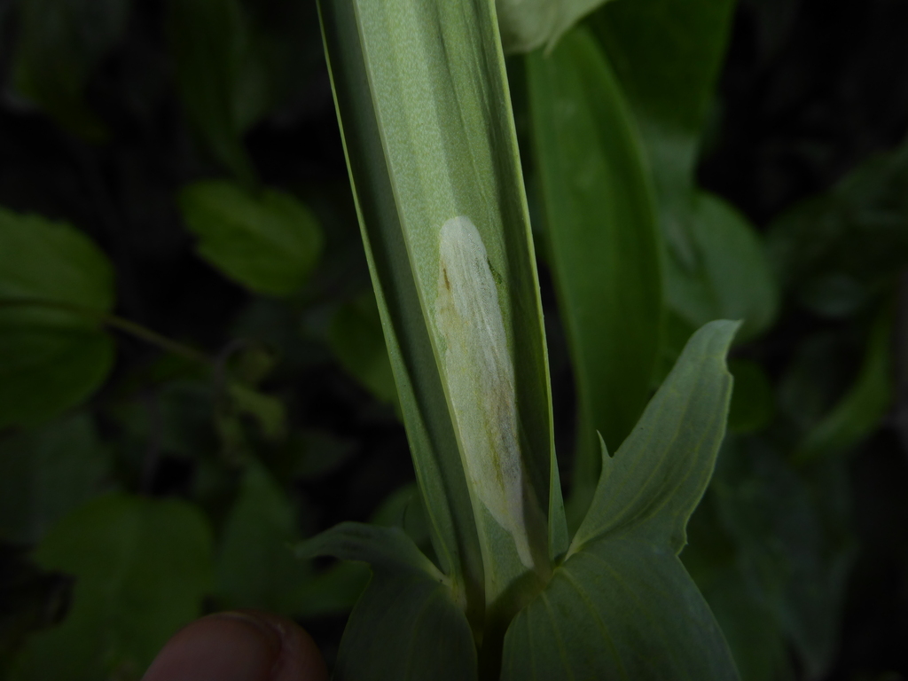 Agromyza varicornis