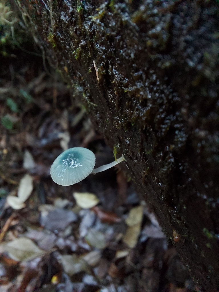 Mycena interrupta · June 2025 · photo: © graemelunt (iNaturalist, cc-by)