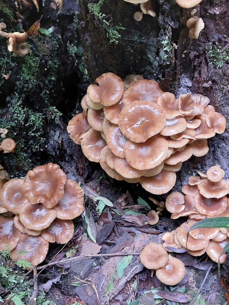 Armillaria novae-zelandiae · June 2025 · photo: © forrest00 (iNaturalist, cc0)