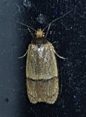 Eulechria hemisphaerica