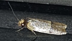 Eulechria hemisphaerica