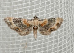 Eupithecia linariata