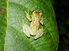 Guibemantis