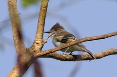 Myiarchus antillarum