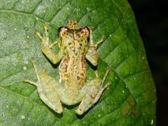Guibemantis
