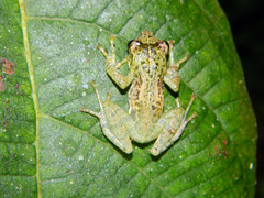 Guibemantis