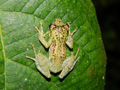 Guibemantis