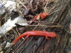 Pseudotriton ruber schencki