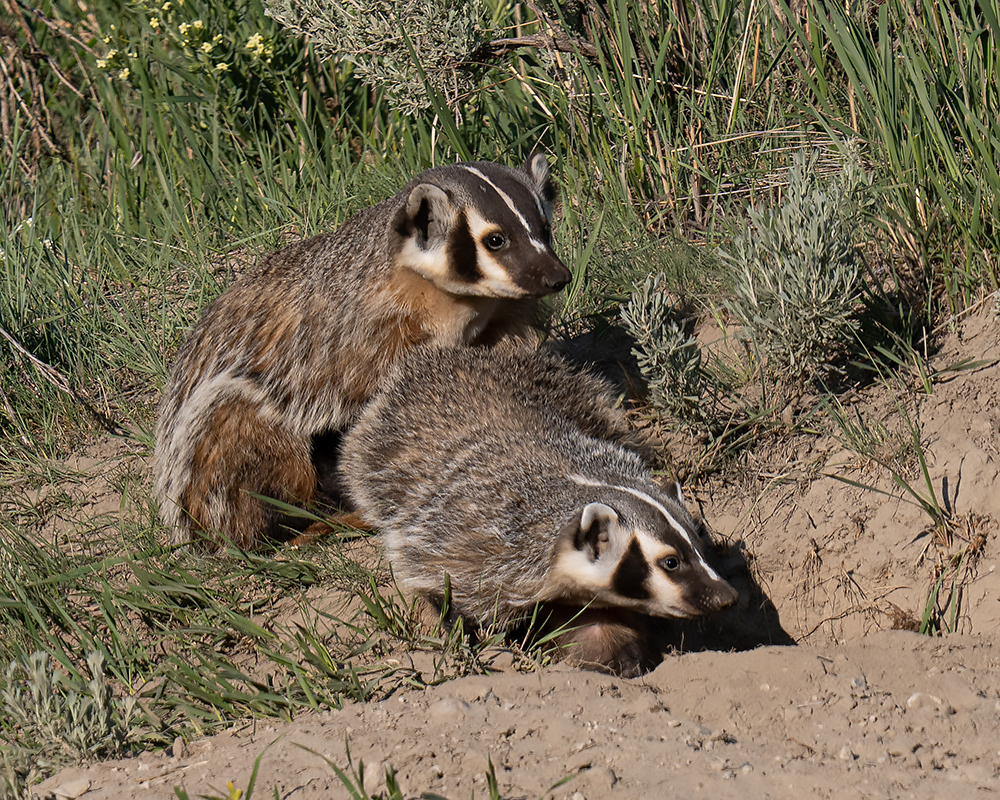 American Badger from Park County, WY, USA on June 3, 2025 at 09:39 AM ...