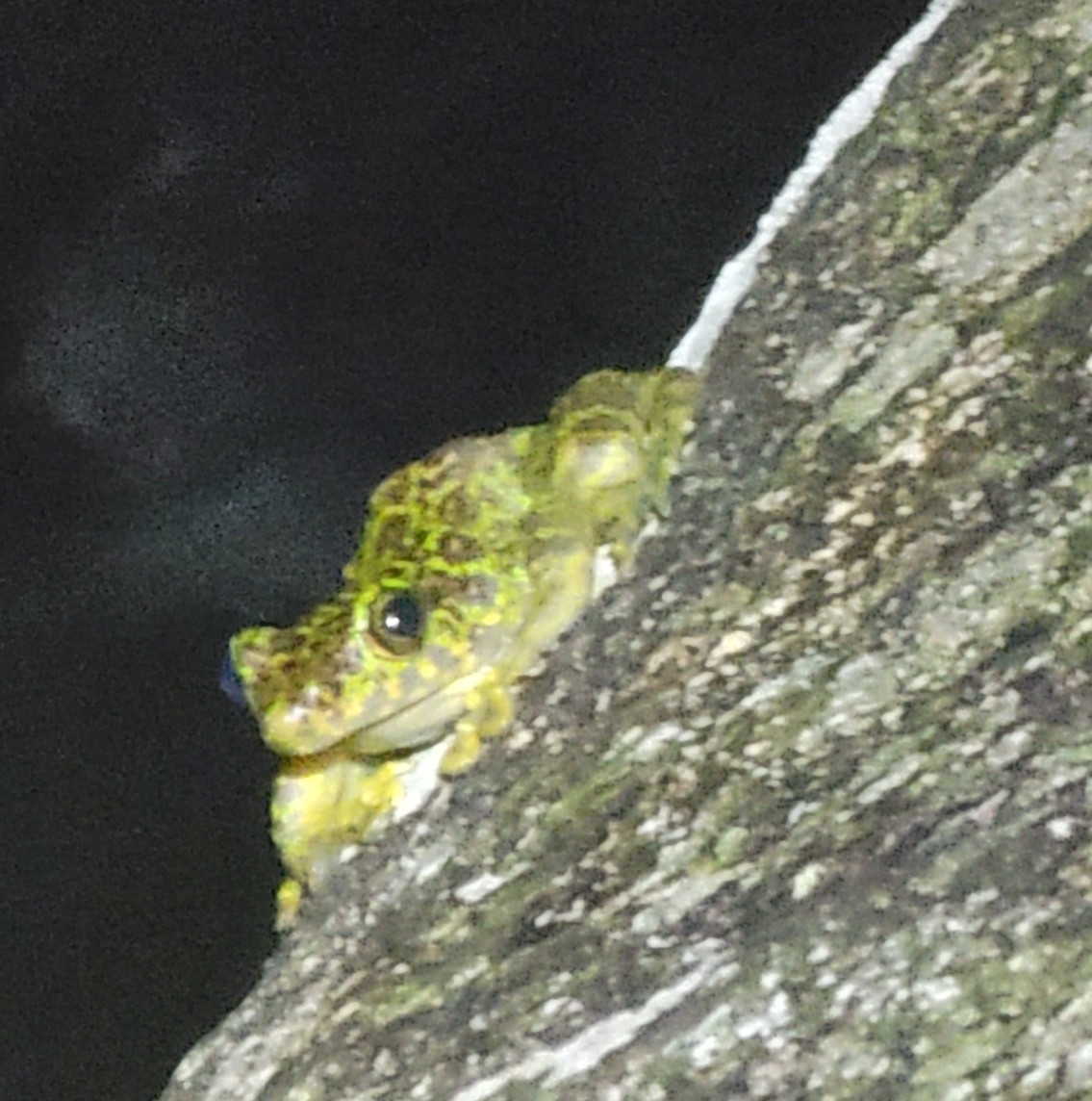 Chapa Torrent Frog